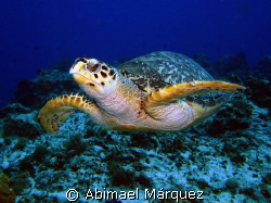 Happy Turtle, Cozumel by Abimael Márquez 